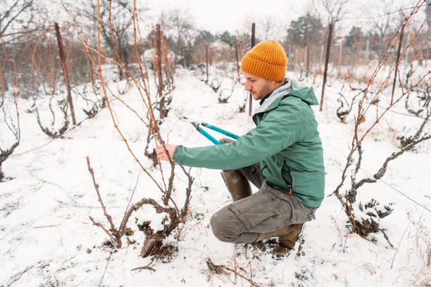 istock Recovering vine plants in my vineyard 1376144425
