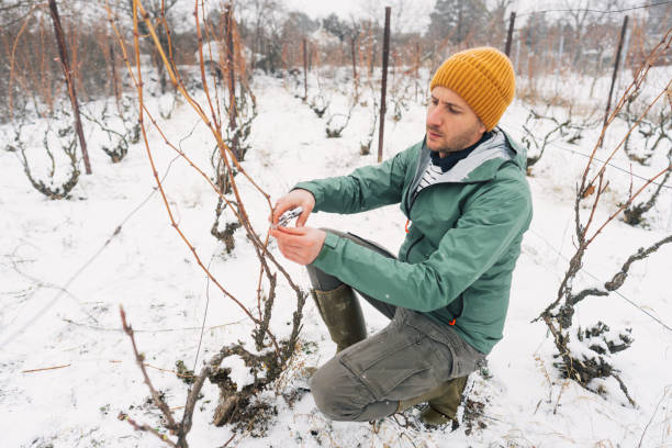 istock Working in my vineyard on a cold snowy day 1376145593