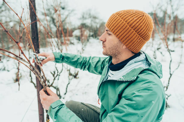 istock Working in my vineyard on a cold snowy day 1376146878