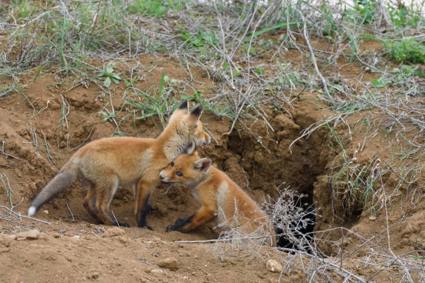 istock Two young red Fox near his hole. Vulpes vulpes close up 1376147421