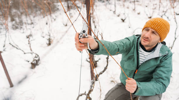istock Winter pruning of vineyards 1376147462