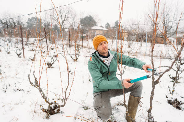 istock Recovering vine plants in my vineyard 1376147466