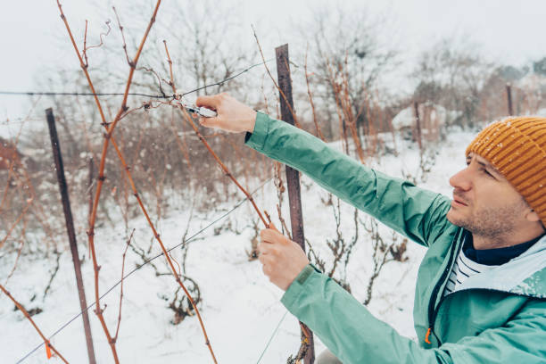 istock Working in my vineyard on a cold snowy day 1376147991