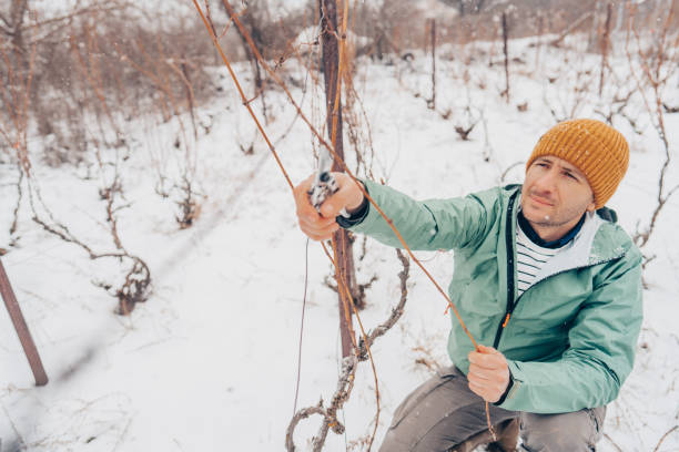 istock Winter pruning of vineyards 1376148507