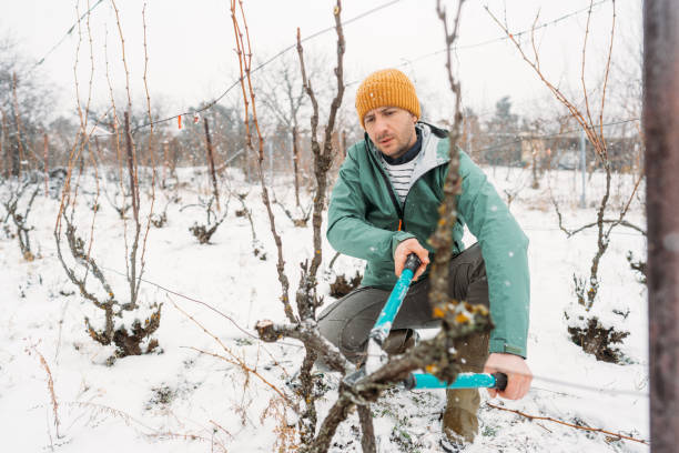 istock Recovering vine plants in my vineyard 1376150181