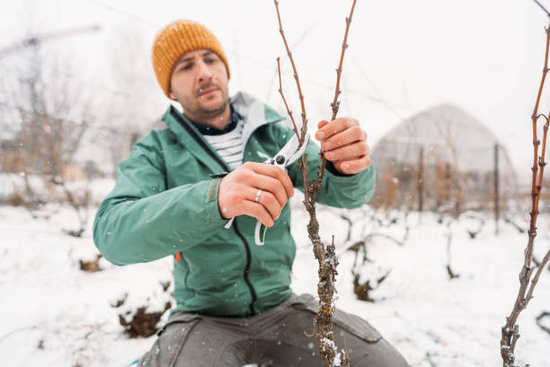 istock Winter pruning of vineyards 1376150720