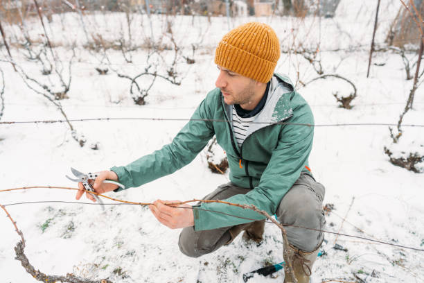 istock Winter pruning of vineyards 1376150727