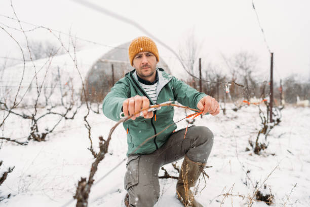 istock Winter pruning of vineyards 1376150728