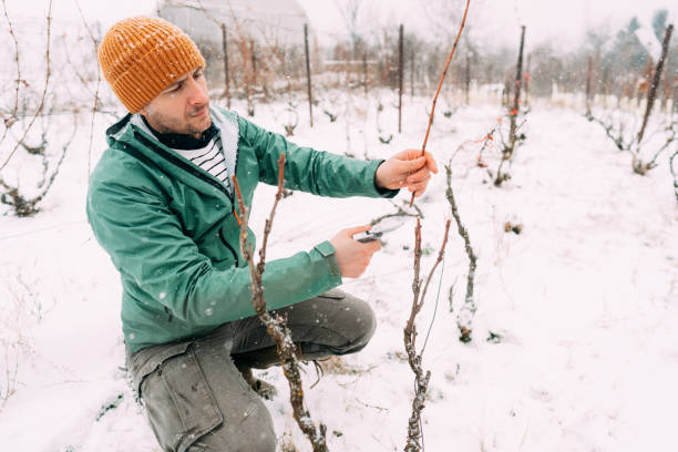 istock Winter pruning of vineyards 1376151285