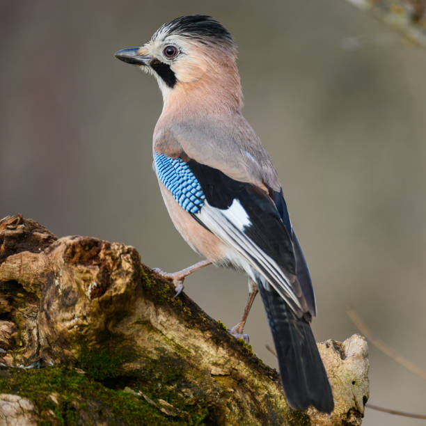 Eurasian jay Garrulus glandarius in the wild