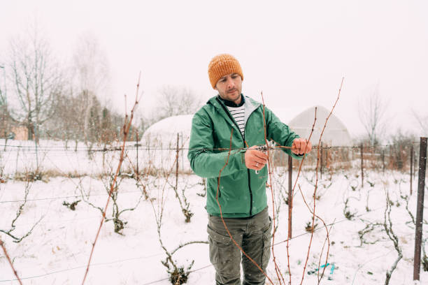 istock Winter pruning of vineyards 1376151297