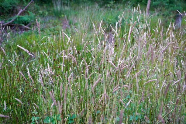 istock Close up of tall grass seed heads 1376162476