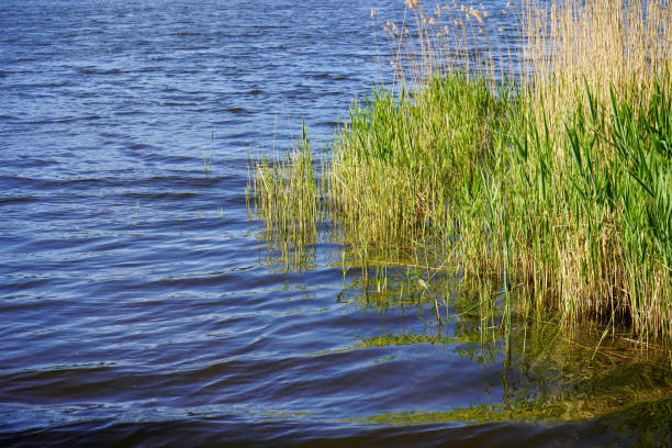 istock Reeds growing in a lake 1376163037