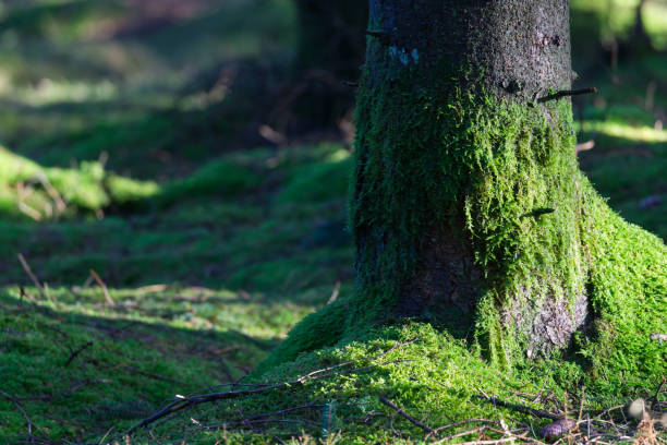 istock Tree trunk covered in moss in the morning sun 1376168300