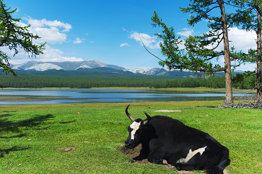 Photo of a yak by the Khovsgol Lake in Mongólia.