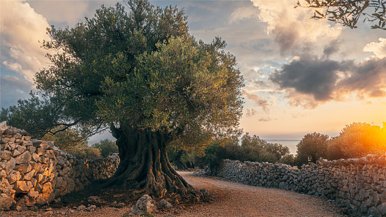 Ancient olive tree in The Olive Gardens of Lun on Pag Island, Croatia. This tree is well over 1000 years old and is surrounded but many others up to 2000+ years old. This is a special place that deserves protecting. It seems the locals are stuggling to do so, tourism is growing on the island and there are concerns that the gardens will be damaged for the construction of vacation homes and hotels.