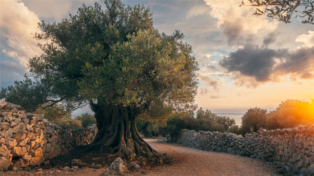 The Olive Tree Ancient olive tree in The Olive Gardens of Lun on Pag Island, Croatia. This tree is well over 1000 years old and is surrounded but many others up to 2000+ years old. This is a special place that deserves protecting. It seems the locals are stuggling to do so, tourism is growing on the island and there are concerns that the gardens will be damaged for the construction of vacation homes and hotels. croatian culture photos stock pictures, royalty-free photos & images
