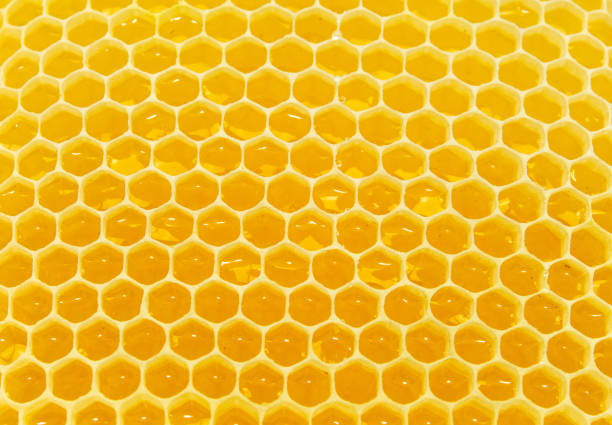 istock Background texture and pattern of wax honeycomb section from a beehive filled with honey in full frame view 1376179522