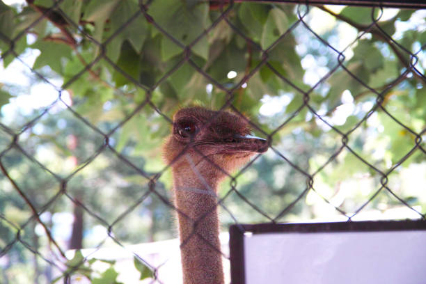 An ostrich with beautiful eyes in Japan