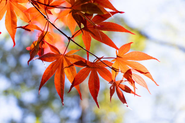 istock Red color of falling leaf with blurred leaf and sky background 1376186009