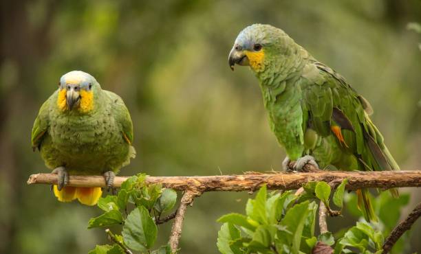 istock Cute parrots on the branch 1376191450