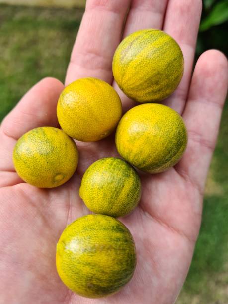 istock Little garden lemon 1376198531