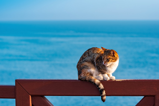 cat sitting on a fence against the background of the sea.