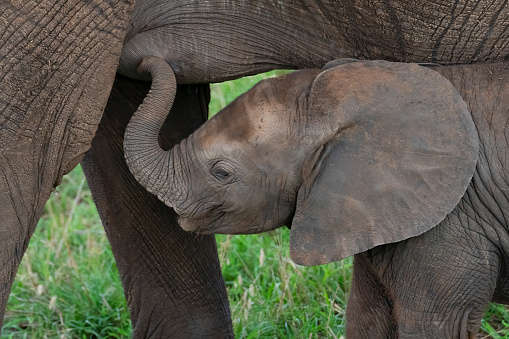 African Elephant Mother and Baby Nursing, Close up. Tarangire National Park, Tanzania