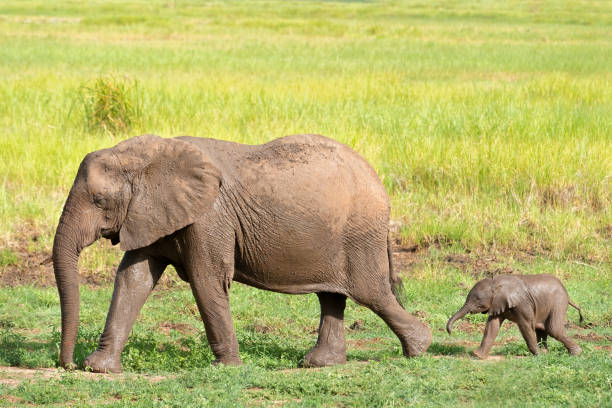 African Elephant (Loxodonta) mother and calf. Tarangire National Park, Tanzania, Africa