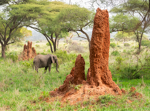 Termite mound and African Elephant in Tarangire National Park, Tanzania, Africa