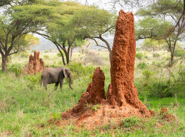 Large Termite Mound and African Elephant Termite mound and African Elephant in Tarangire National Park, Tanzania, Africa termite stock pictures, royalty-free photos & images