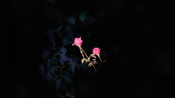 istock Red rose on a summer day 1376214477