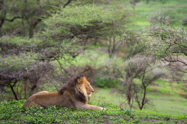 istock Male Lion and Acacia 1376214502
