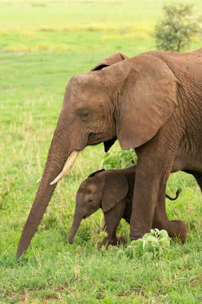 istock Mother and Baby Elephants 1376216046