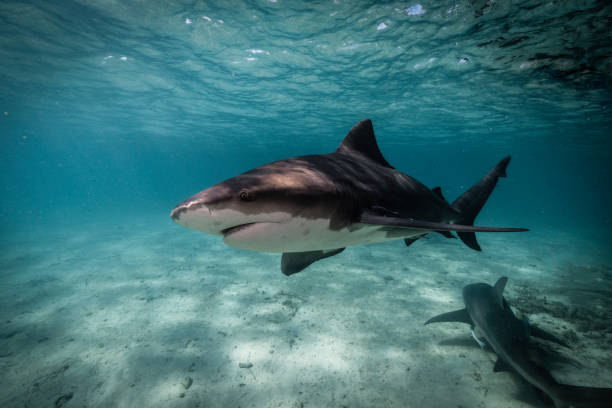 squalo sott'acqua - color image aggression wildlife horizontal foto e immagini stock
