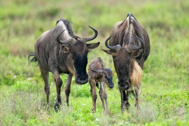 신생아 송아지와 와일드 비스트 - wildebeest 뉴스 사진 이미지