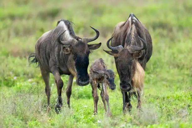 Wildebeest (Connochaetes taurinus) and newborn calf. Ndutu region of Ngorongoro Conservation Area, Tanzania, Africa
