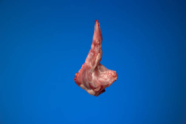 istock Uncooked raw rabbit or hare legs. Close up top view studio shot, no people 1376228621