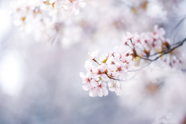 istock Beautiful cherry blossom sakura in spring time 1376230859