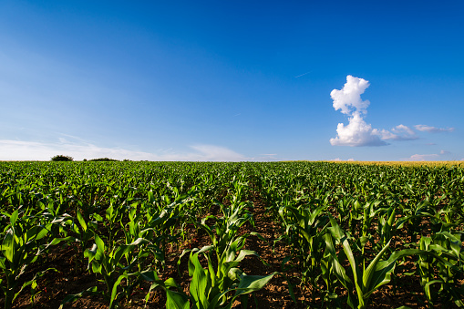 Green corn maize field in early stage.