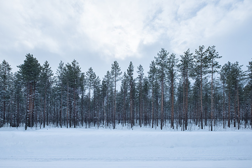 Pine forest with snow covered by the road on winter season in overcast day