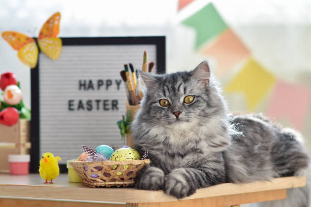 istock A gray fluffy cat lies next to Easter eggs. Easter greeting card. Happy Easter 1376251093