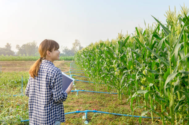 istock Young female smart farmer with tablet on field,High technology innovations and smart farming 1376260426