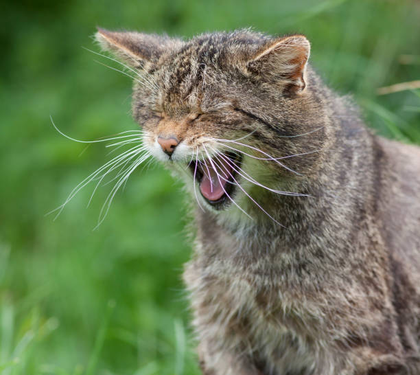 istock Scottish Wildcat Yawning 1376260812