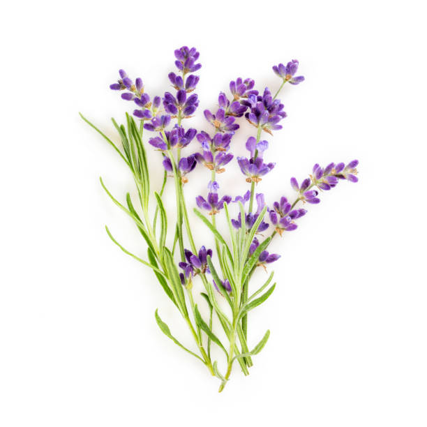 bouquet von lavendelblüten mit blättern auf weiß. draufsicht. - lavendel stock-fotos und bilder