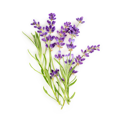 Bouquet of lavender flowers with leaves on white. Top view.