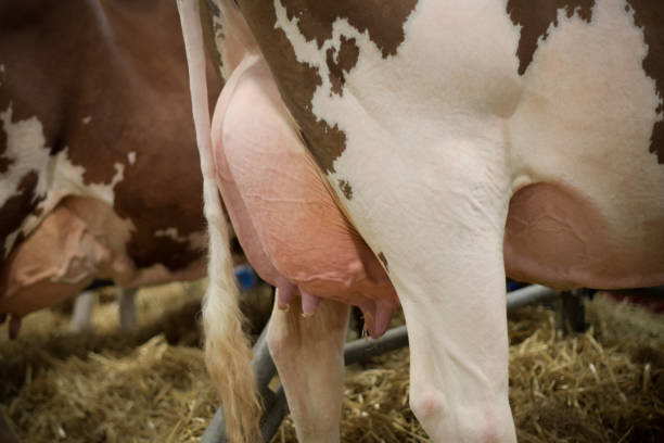 istock Norman breed cow at the agricultural show 1376265671