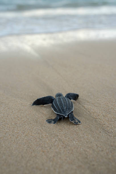 istock baby leatherback turtle goes to sea after being released 1376293533