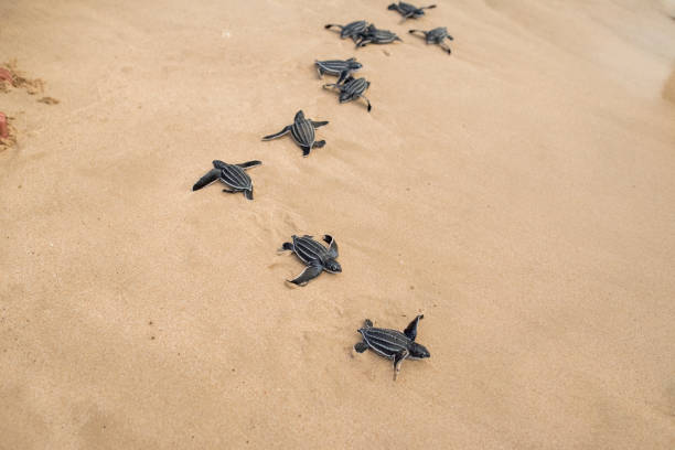 детеныш кожистой черепахи уходит в море после освобождения - turtle young animal beach sea life стоковые фото и изображения