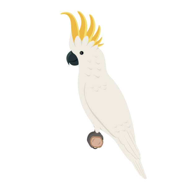 Cockatoo parrot sitting on a branch Cockatoo parrot sitting on a branch. Vector illustration of an exotic cockatoo parrot sitting on a branch isolated on a white background. Side view, profile. cockatoo stock illustrations